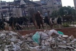 غضب عارم بالمنوفية لاستمرار الانقلاب غلق أسواق الماشية