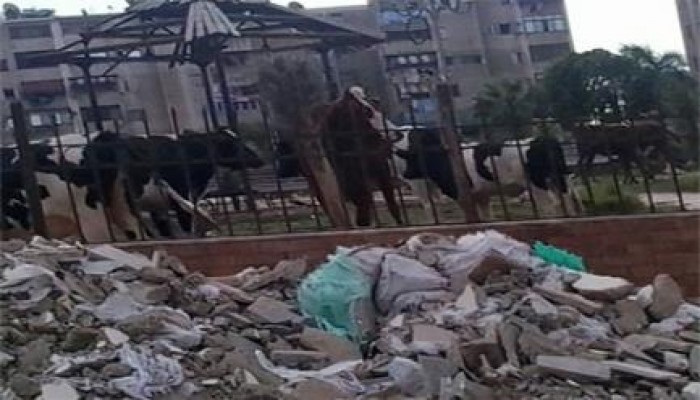 غضب عارم بالمنوفية لاستمرار الانقلاب غلق أسواق الماشية