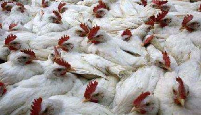 اكتشاف 3 بؤر مصابة بـ"أنفلونزا الطيور"في أسوان