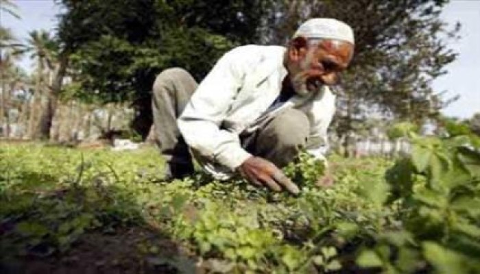 زراعة الانقلاب ترفع الدعم الكلي عن الاسمده لمن يملك 25 فداناً