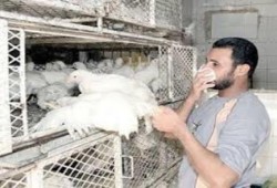 ببني سويف تسجل أول حالة وفاة بإنفلونزا الطيور