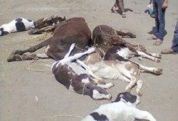 نحس السيسى : نفوق 27 رأس ماشية بالحمى القلاعية في سوهاج