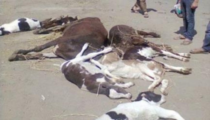 نحس السيسى : نفوق 27 رأس ماشية بالحمى القلاعية في سوهاج