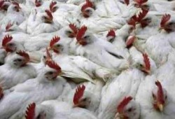 نحس الانقلاب: احتجاز 3 حالات بحميات السويس للاشتباه في إنفلونزا الطيور