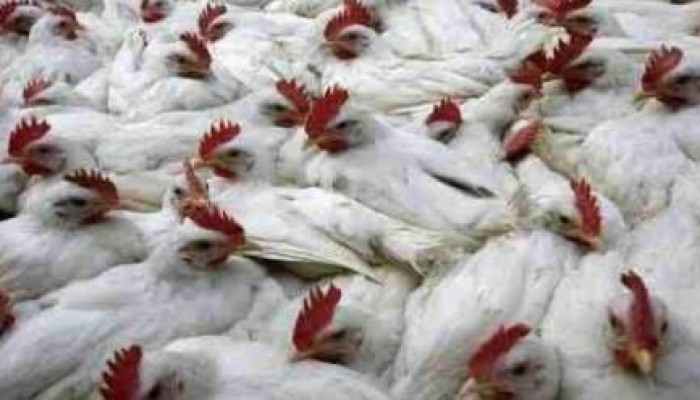 نحس الانقلاب: احتجاز 3 حالات بحميات السويس للاشتباه في إنفلونزا الطيور
