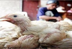 حالتان جديدتان ببني سويف يشتبه اصابتهما بأنفلونزا الطيور