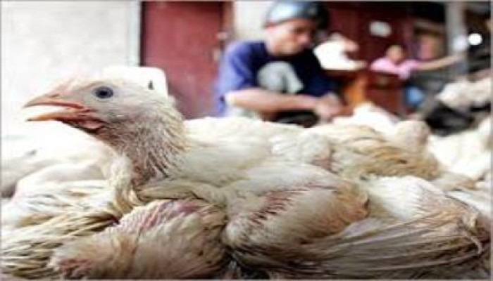 أول إصابة بإنفلونزا الطيور بالقليوبية