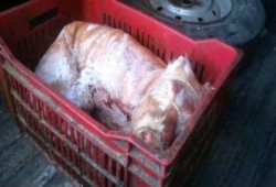 ضبط خنزير مذبوح داخل مصنع بسطرمة وسط الإسكندرية