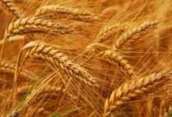 مصر بعد الانقلاب تطلب شراء قمح للشحن في الفترة 11-20 يناير