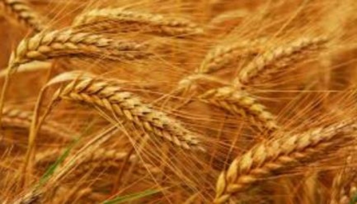 مصر بعد الانقلاب تطلب شراء قمح للشحن في الفترة 11-20 يناير