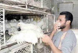 صحةالانقلاب: 8 حالات وفاة بإنفلونزا الطيور منذ بداية العام