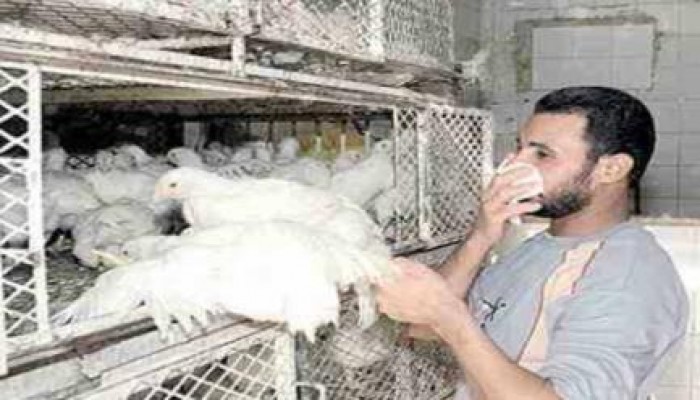 صحةالانقلاب: 8 حالات وفاة بإنفلونزا الطيور منذ بداية العام