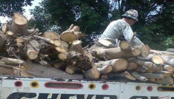 الانقلابيون يرتكبون مذبحة بحق أشجار قصر محمد علي بشبرا