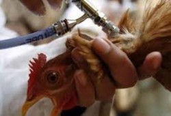 عهد السفاح : ارتفاع عدد المصابين بأنفلونزا الطيور لـ18 حالة