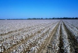 بالأرقام : الانقلاب يدمر زراعة القطن والفلاحون يحرقون محاصيلهم