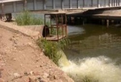 تلوث مياه ترعة "البدالة" بكفر الشيخ جراء"الأسماك النافقة"