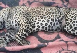 عسكر الانقلاب يرفض مطاردة "نمرين" يهددان أهالي "شلاتين"