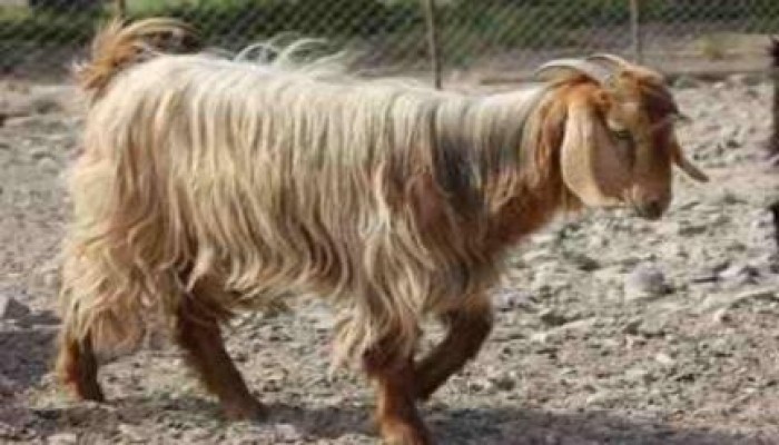 طاعون الماعز .. كارثة جديدة تظهر في "الغربية"