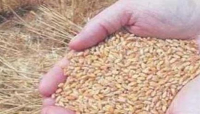 كوارث الانقلاب تهدد المصريين بالجوع.. روسيا ترفض تزويد مصر بالقمح