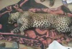 ظهور نمر جبلي يثير فرع أهالي حلايب