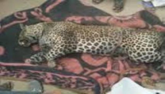 ظهور نمر جبلي يثير فرع أهالي حلايب