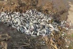 مخلفات سفينة سياحية قادمة من "إسرائيل" تتسبب في نفوق كمية كبيرة من الأسماك بميناء سفاجا