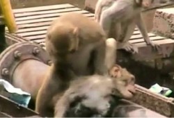 قرد يُنقذ صديقه بإنعاش قلبه بعد صعقة كهربائية (فيديو)
