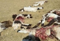 الوادي الجديد : الذئاب تلتهم الماشية وتهدد الثروة الحيوانية