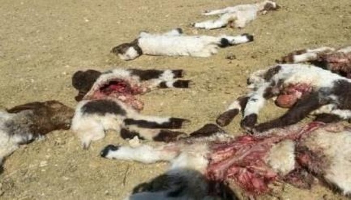 الوادي الجديد : الذئاب تلتهم الماشية وتهدد الثروة الحيوانية