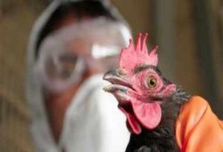 أول حالة وفاة بأنفلونزا الطيور في مصر خلال 2015