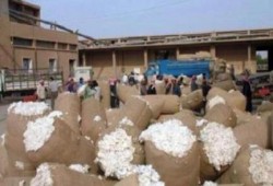 حكومة الانقلاب ترفع الدعم عن محصول القطن