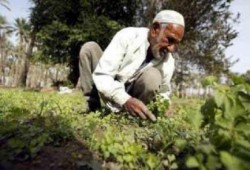 نقابة الغزل والنسيج: رفع الدعم عن القطن يشرد 2 مليون عامل