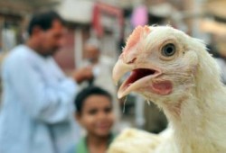 وفاة طفل  " 3 سنوات " بأنفلونزا الطيور بحلوان !