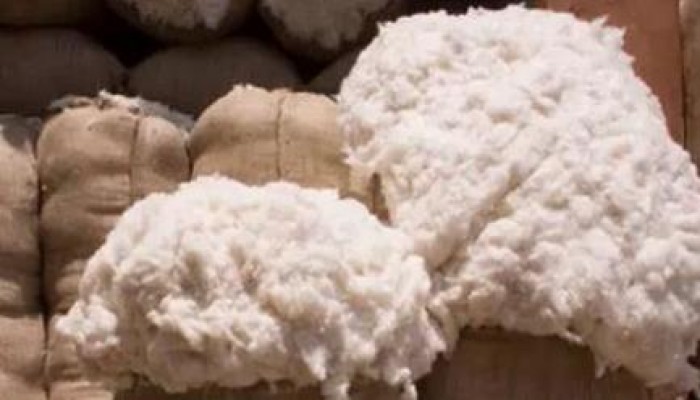 المزارعون يهددون بالاعتصام احتجاجا على إلغاء دعم القطن