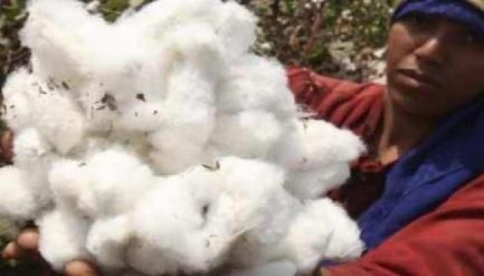 خبراء: حكومة الانقلاب تخرب صناعة القطن لصالح رجال الأعمال