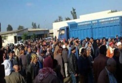 كفر الشيخ: اعتصام عمال "سكر الحامول" للمطالبة بإقالة مدير الشركة