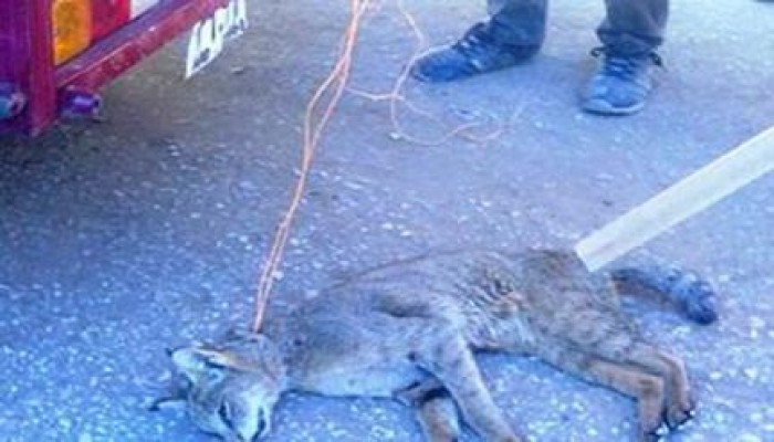 بالصور وسط غياب امن الانقلاب .. أهالي قرية بالوادي الجديد يقتلون حيوان مفترس مجهول النوع