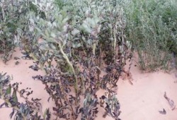 بالصور .. موجة البرد تتلف المحاصيل الزراعية في شمال سيناء