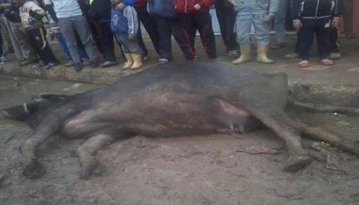 صور:الأسلاك "الغير معزولة"تتسبب في صعق جاموسة بالبحيرة..واتهام لكهرباء الانقلاب بالاهمال