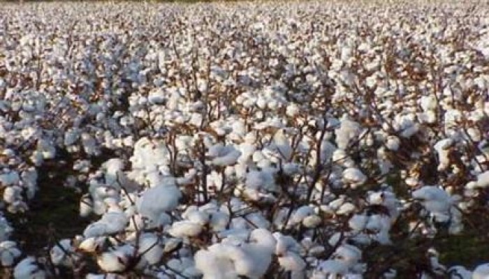 حكومة الانقلاب تكتب شهادة وفاة القطن لصالح مافيا رجال الأعمال