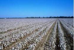 صادرات القطن تكذب ادعاءات "زراعة الانقلاب" وتسجل 22ألف طن