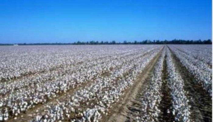 صادرات القطن تكذب ادعاءات "زراعة الانقلاب" وتسجل 22ألف طن