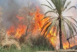 مجهولون يحرقون محولين كهرباء ومزرعة مواشي مملوكة لغفير نظامي بالشرطة في بني سويف