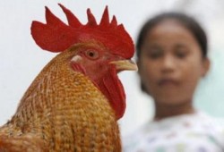 شؤم الانقلاب: وفاة الحالة الرابعة المصابة بأنفلونزا الطيور بأسيوط