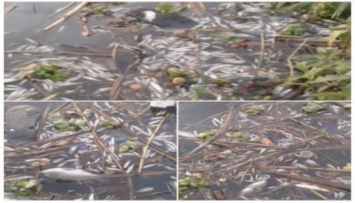 إهمال الانقلاب: تلوث مياه نهر النيل في دسوق