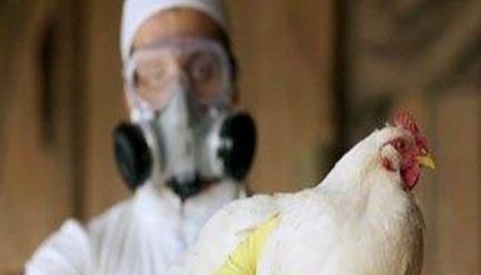 وفاة الحالة الخامسة بأنفلونزا الطيور بأسيوط