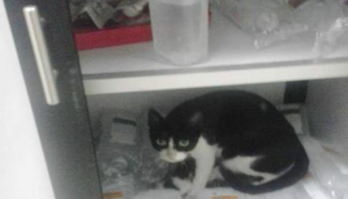 مستشفى كرموز بالإسكندرية : العناية المركزة مكانا لولادة القطط بدلا من العناية بالمرضي