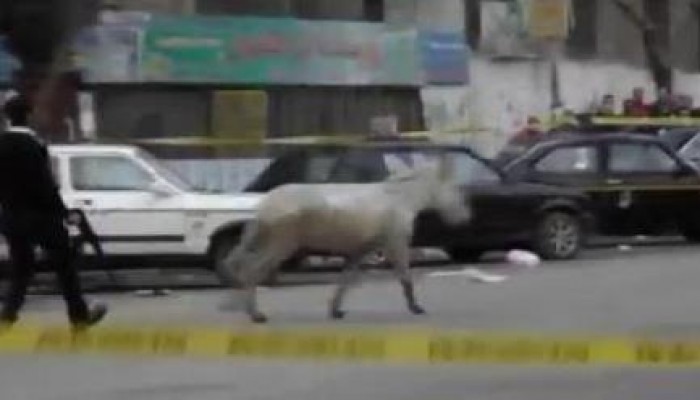 بالفيديو: ضابط يطارد حمارا بالعمرانية لدخوله منطقة محظورة