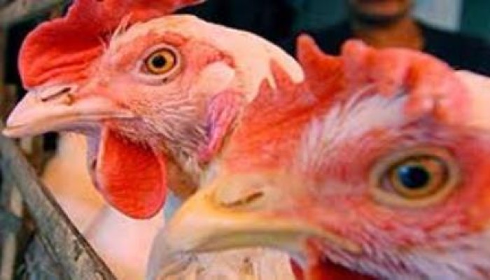 نحس الانقلاب: ارتفاع عدد المصابين بأنفلونزا الطيور لـ 7 حالات بالشرقية