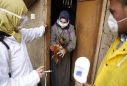 "الطب الوقائي": 108 بؤرة لـ إنفلوانزا الطيور في 24 محافظة خلال 2015